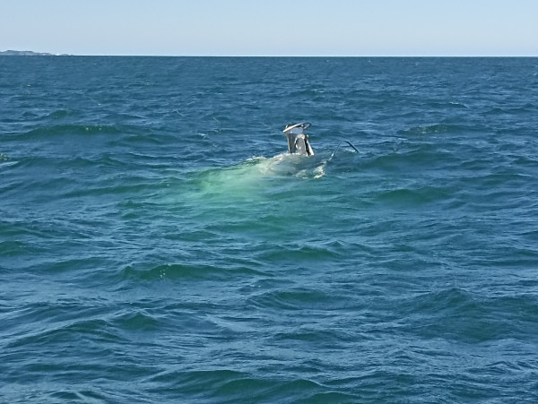 An image of a small part of the vessel taken just as it disappeared underwater off Motukorure Island (Centre Island) in Mercury Bay this afternoon.