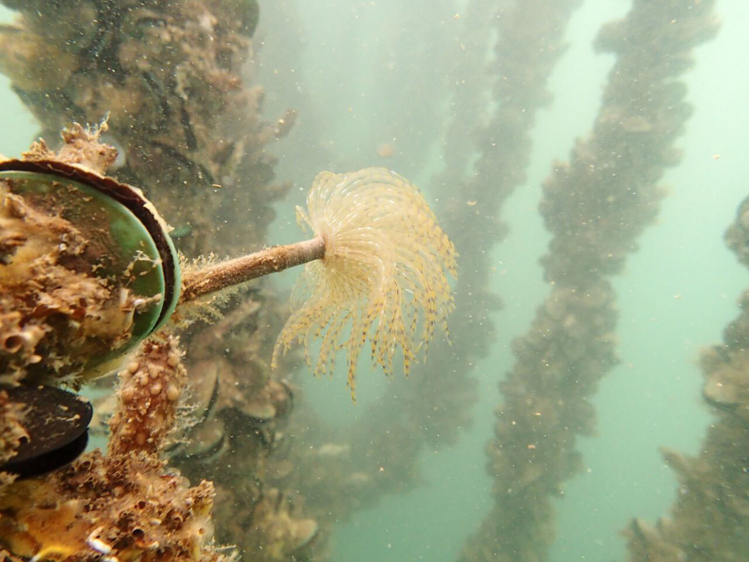 Image - Mediterranean fanworm