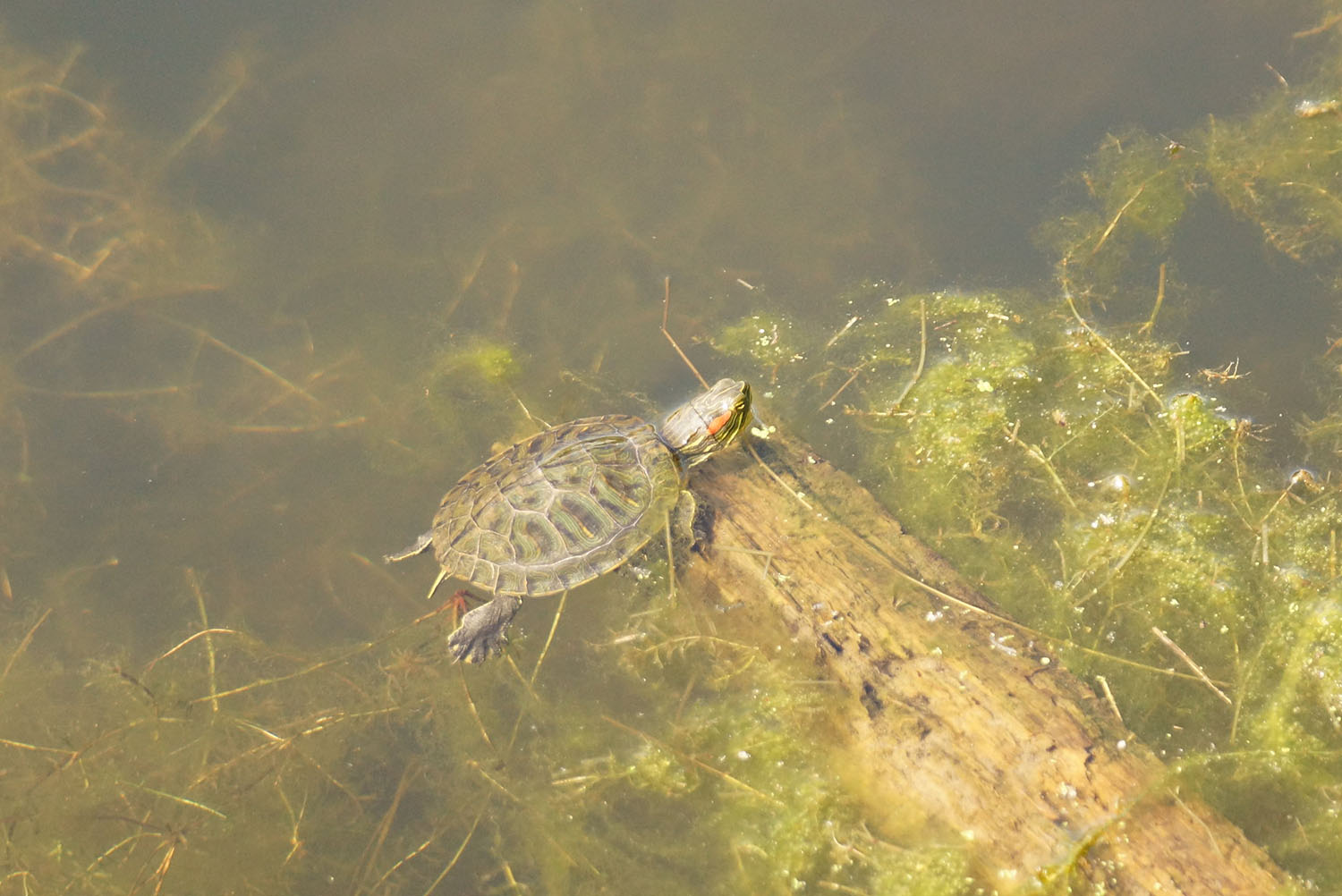 Image - Red eared turtle