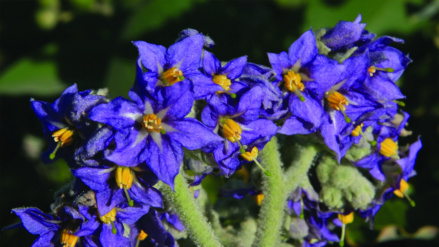 Image - Woolly nightshade