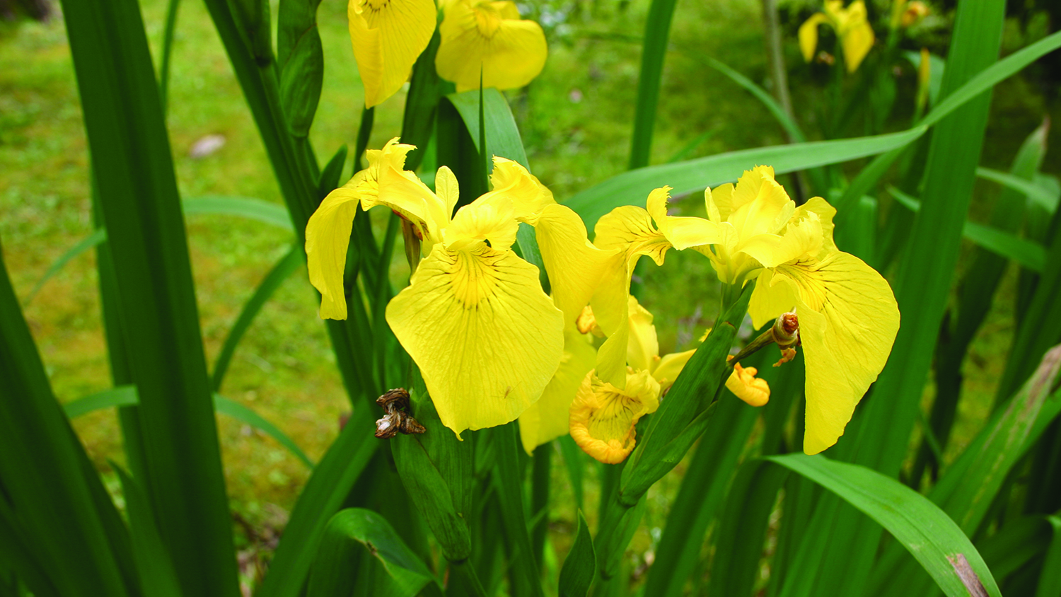 Image - Yellow flag iris